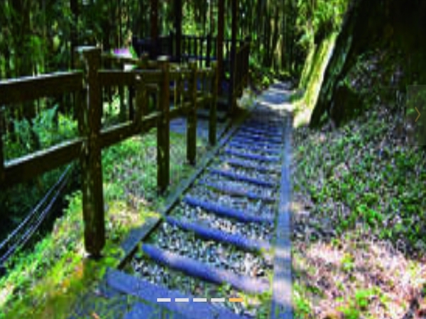 奮起湖杉林棧道